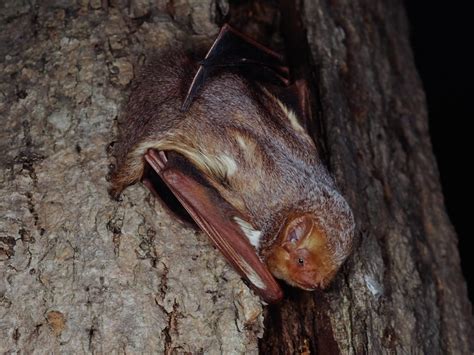 Red wotch bat